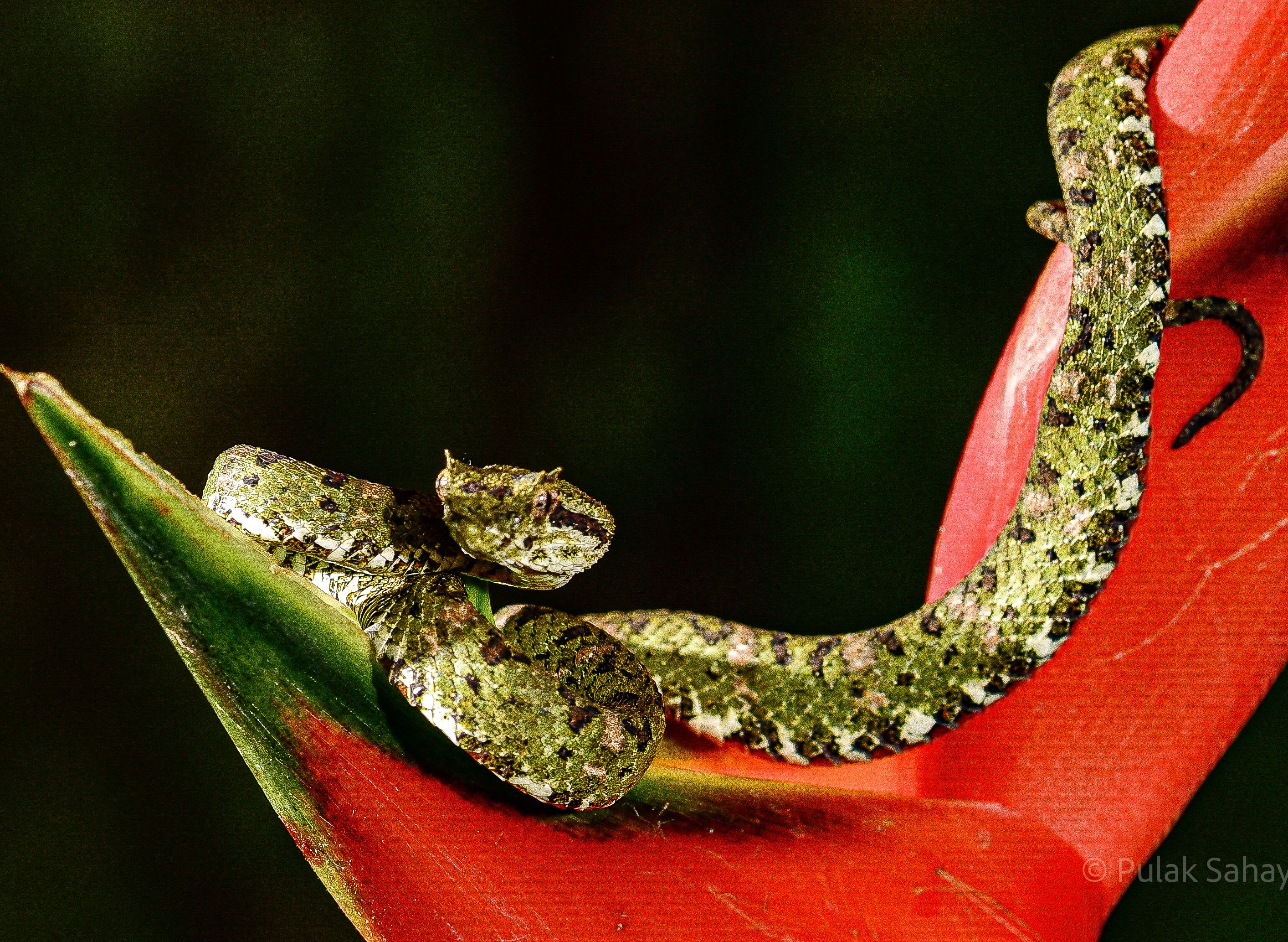 Viper curled on flower